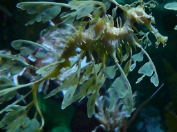 A Leafy Sea Dragon
